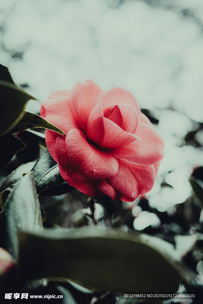 山茶花