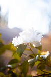 山茶花