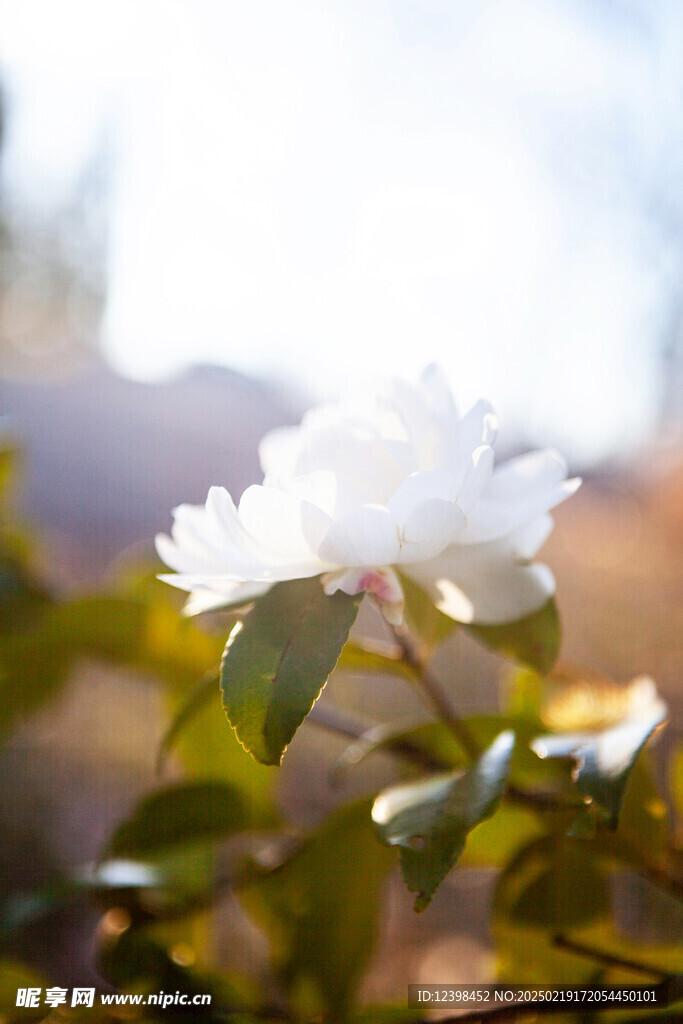 山茶花