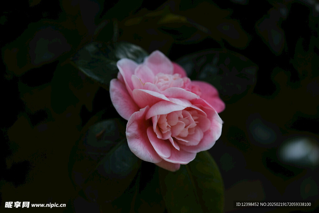 山茶花