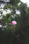 山茶花