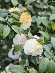山茶花