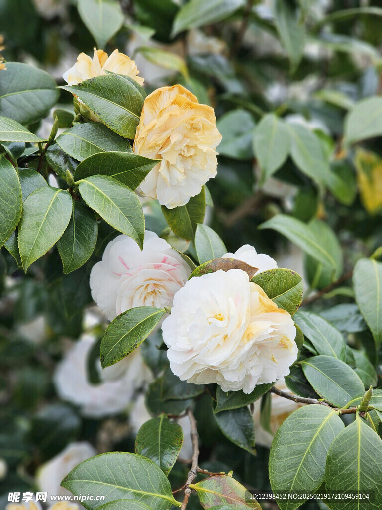 山茶花