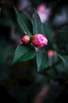 山茶花