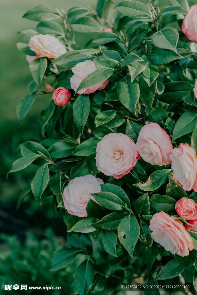 山茶花