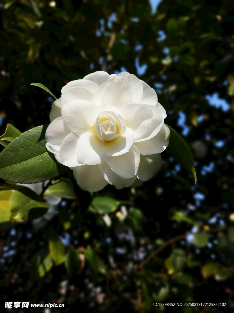 山茶花