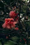 山茶花