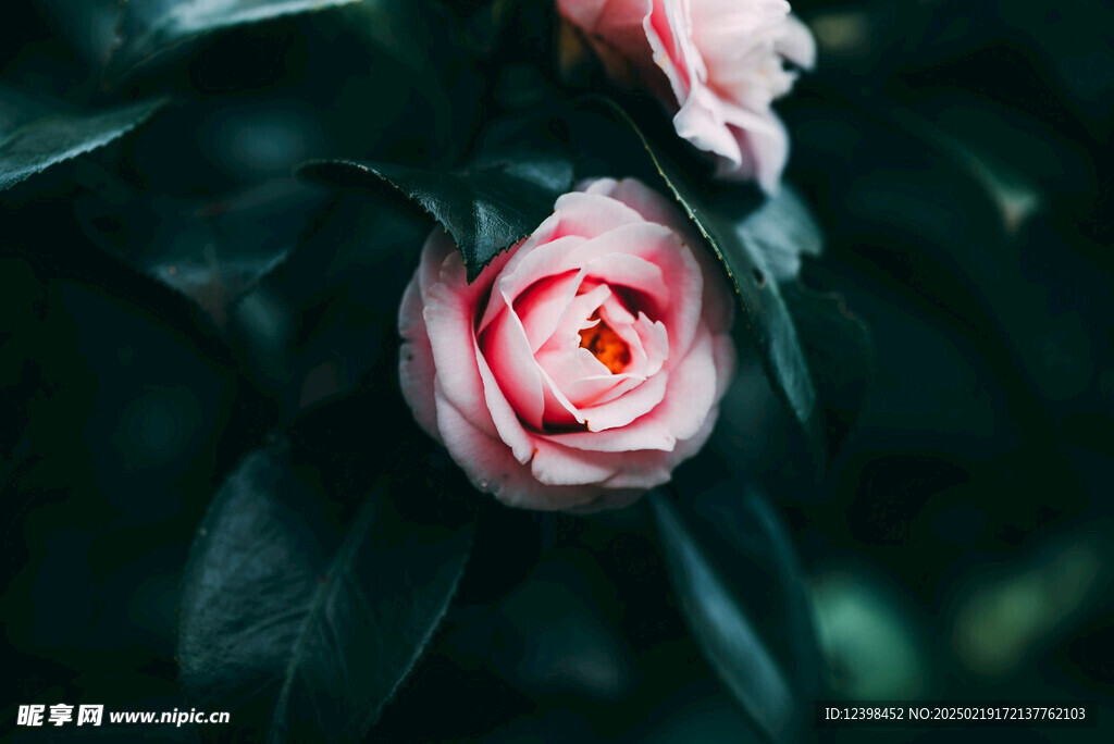山茶花
