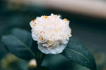 山茶花
