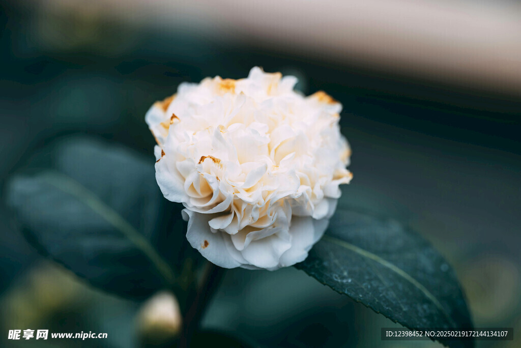 山茶花