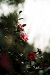 山茶花