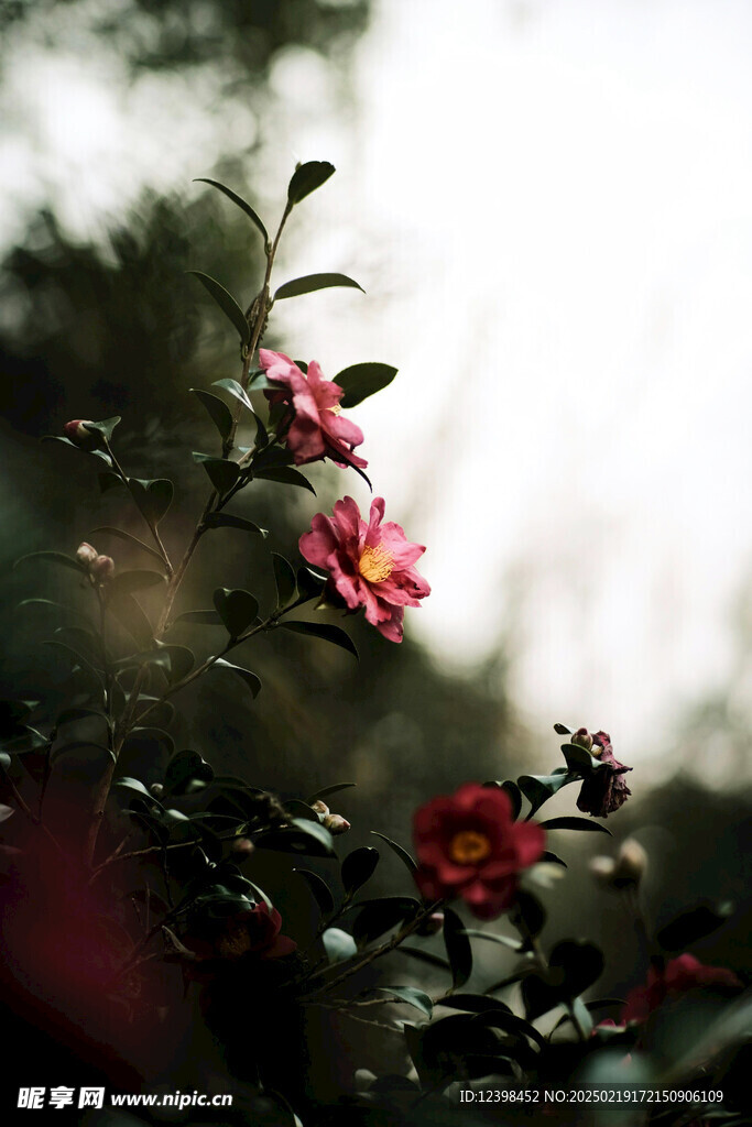 山茶花