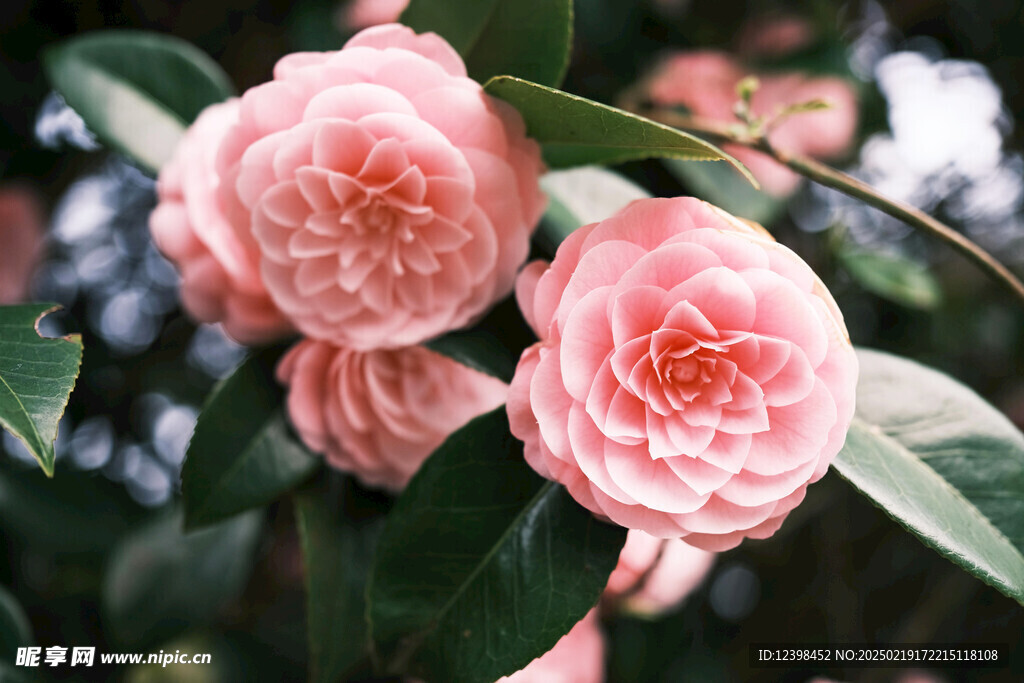 山茶花