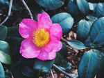 山茶花