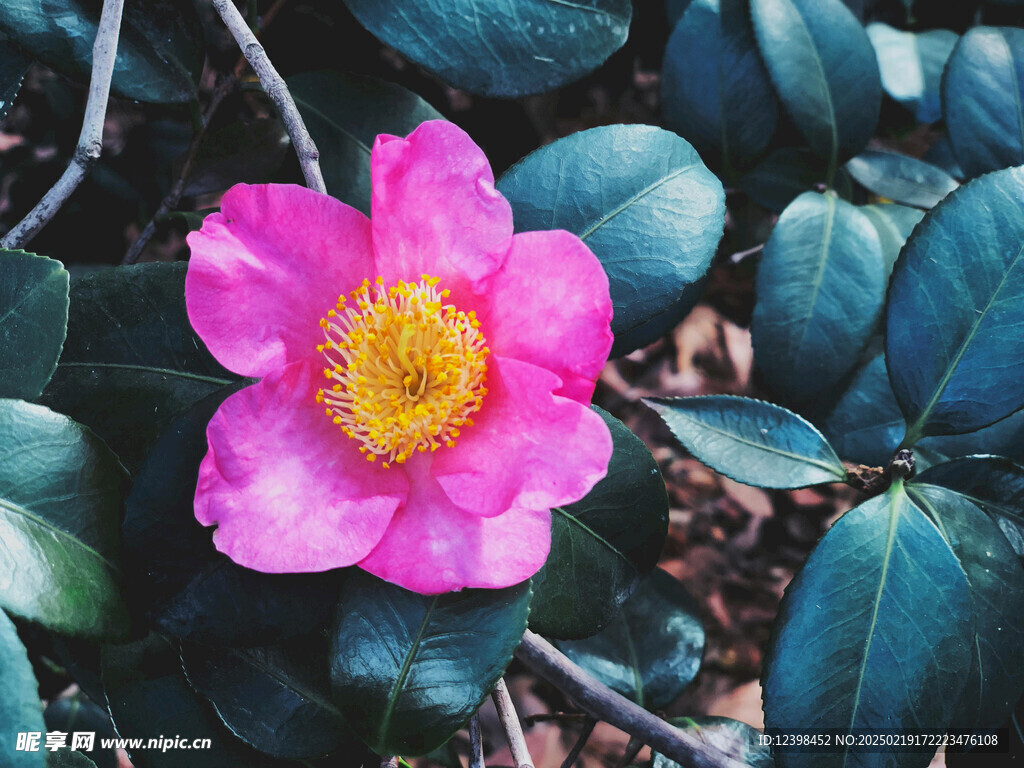 山茶花
