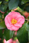 山茶花