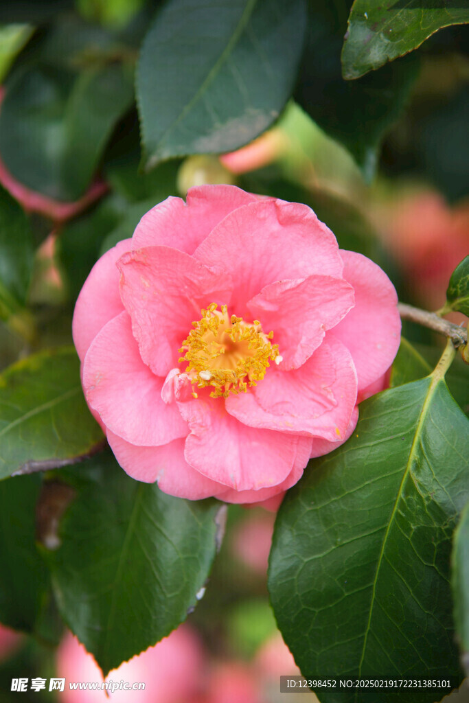 山茶花