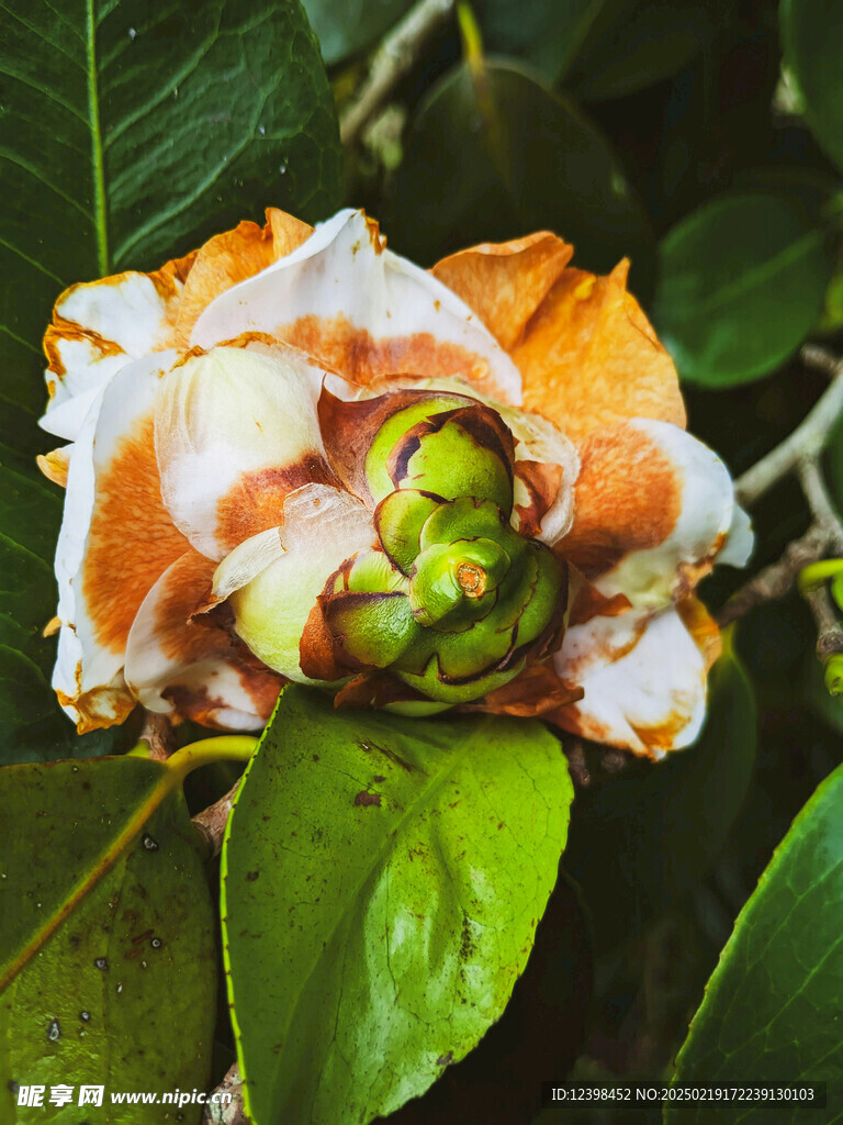 山茶花