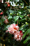 山茶花