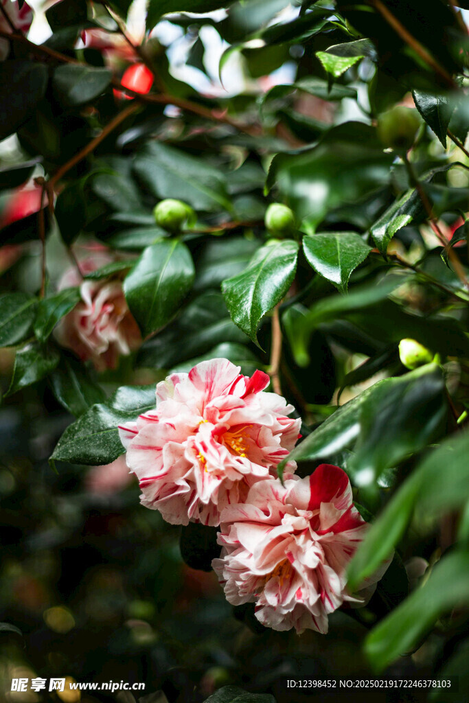 山茶花