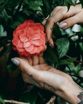 山茶花