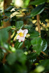 山茶花