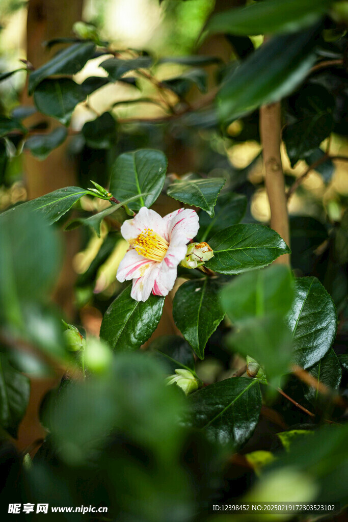 山茶花