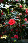 山茶花