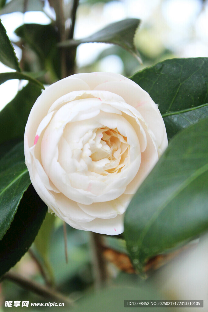 山茶花