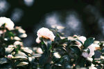山茶花