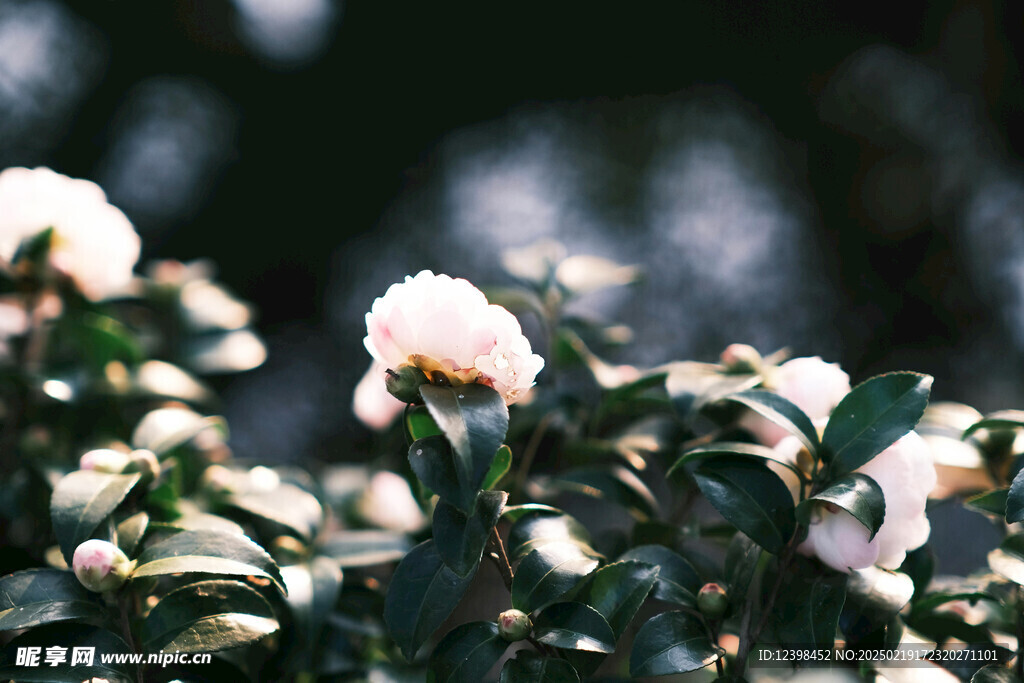 山茶花