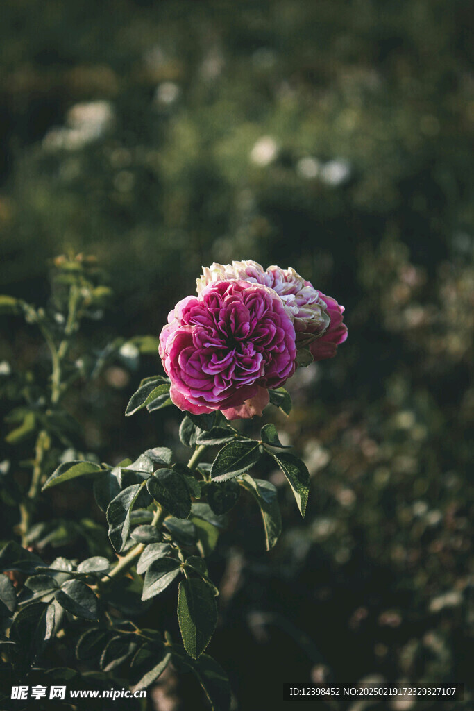 山茶花