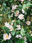 山茶花