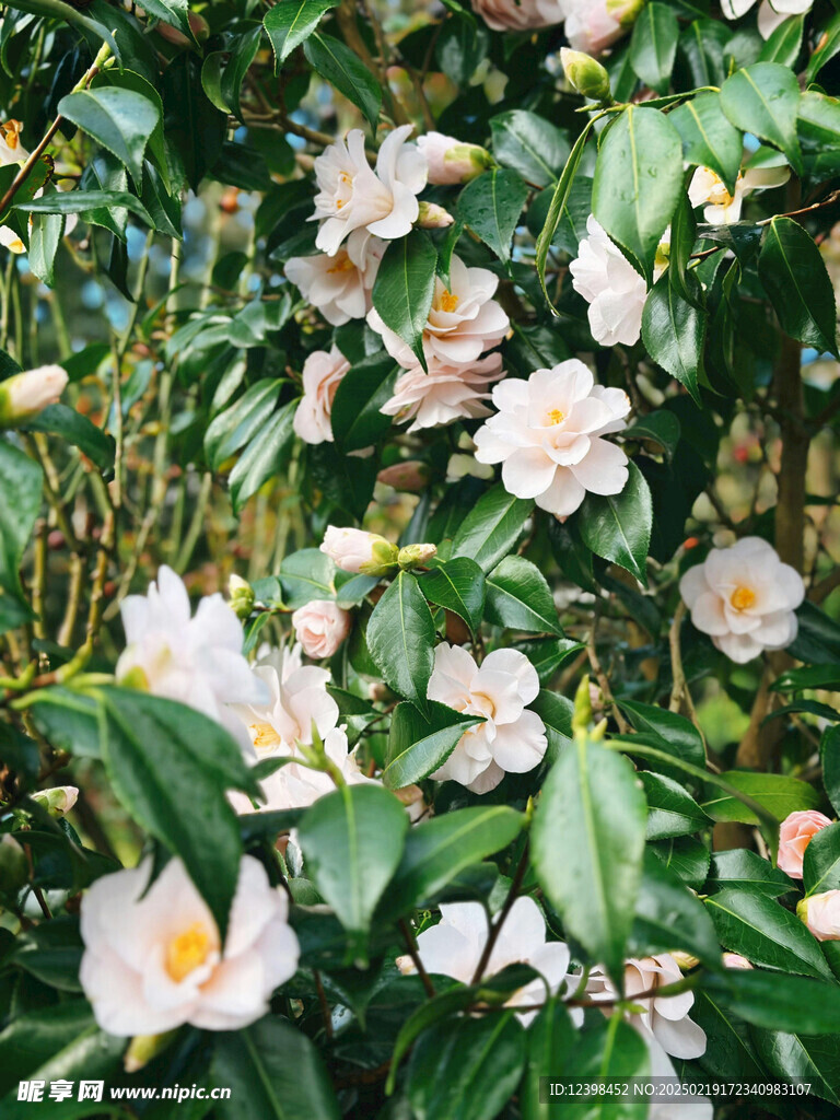 山茶花