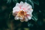 山茶花