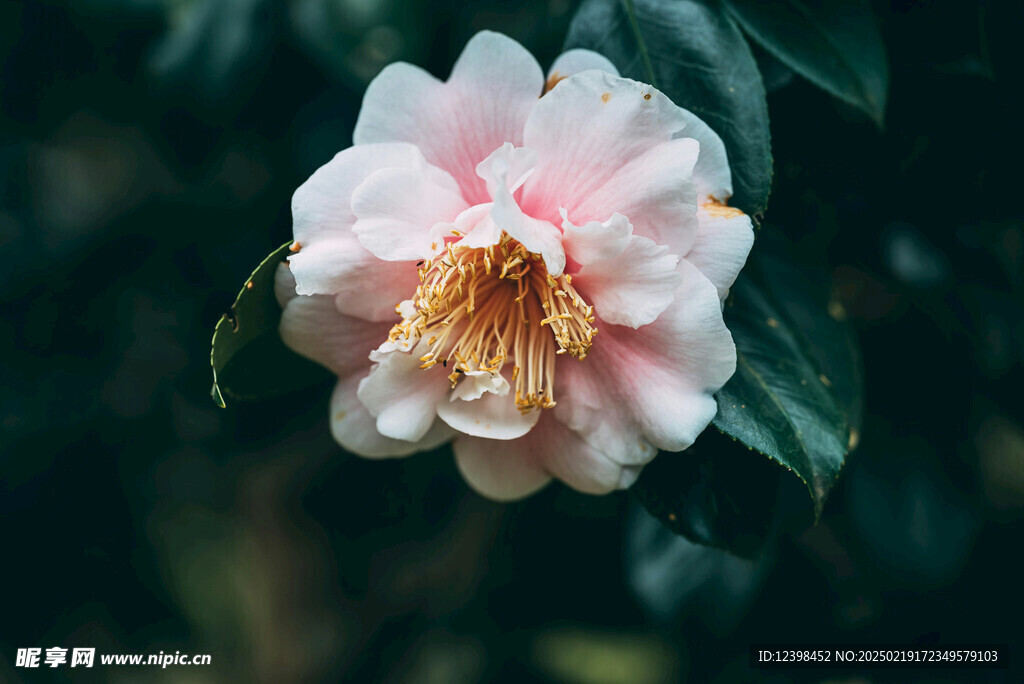 山茶花