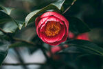 山茶花