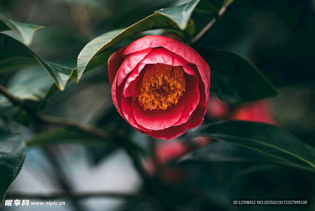 山茶花