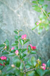 山茶花