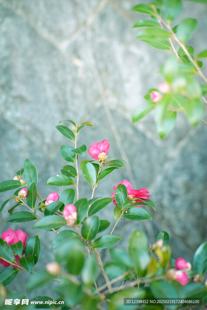 山茶花