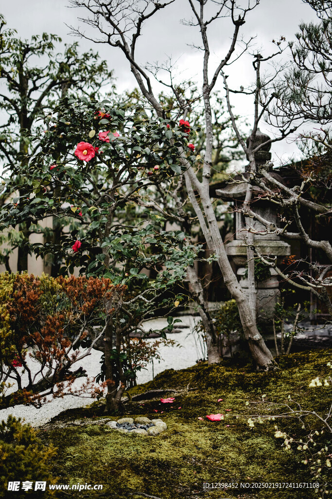山茶花