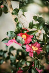 山茶花