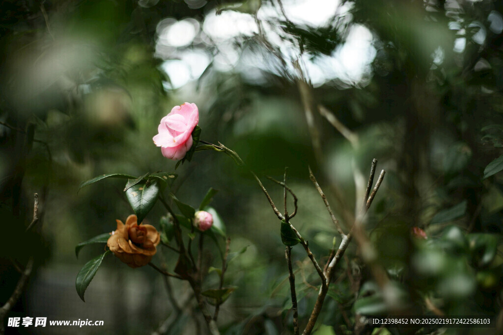 山茶花