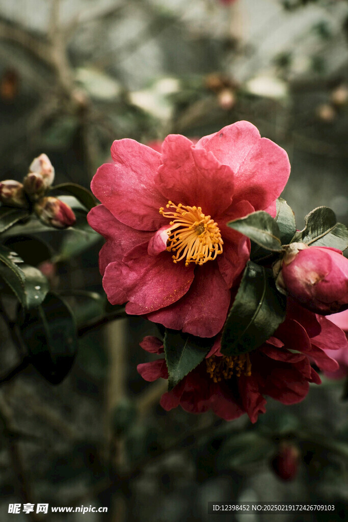 山茶花