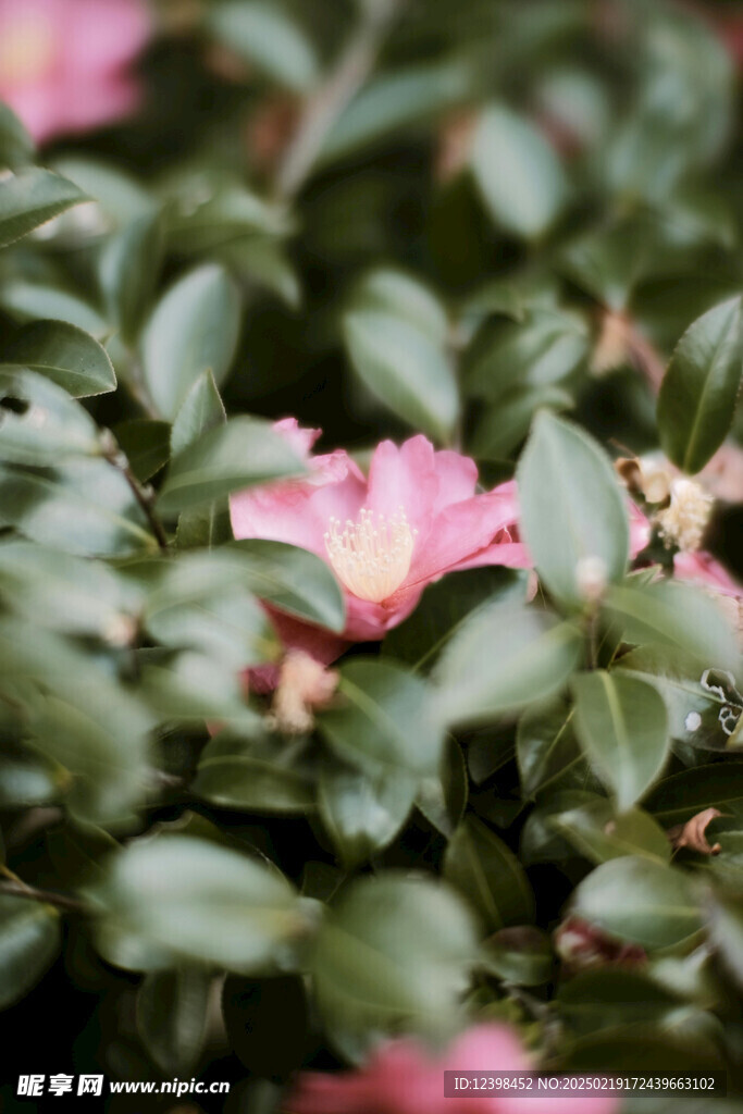 山茶花