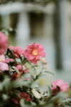 山茶花
