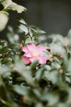山茶花