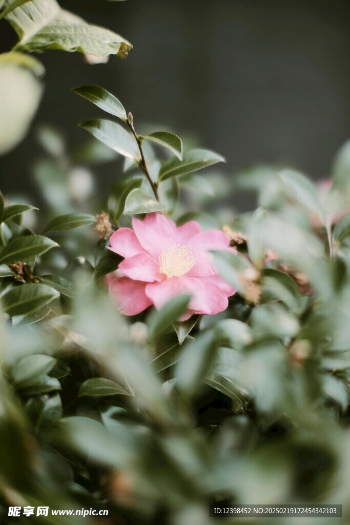 山茶花