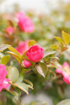 山茶花