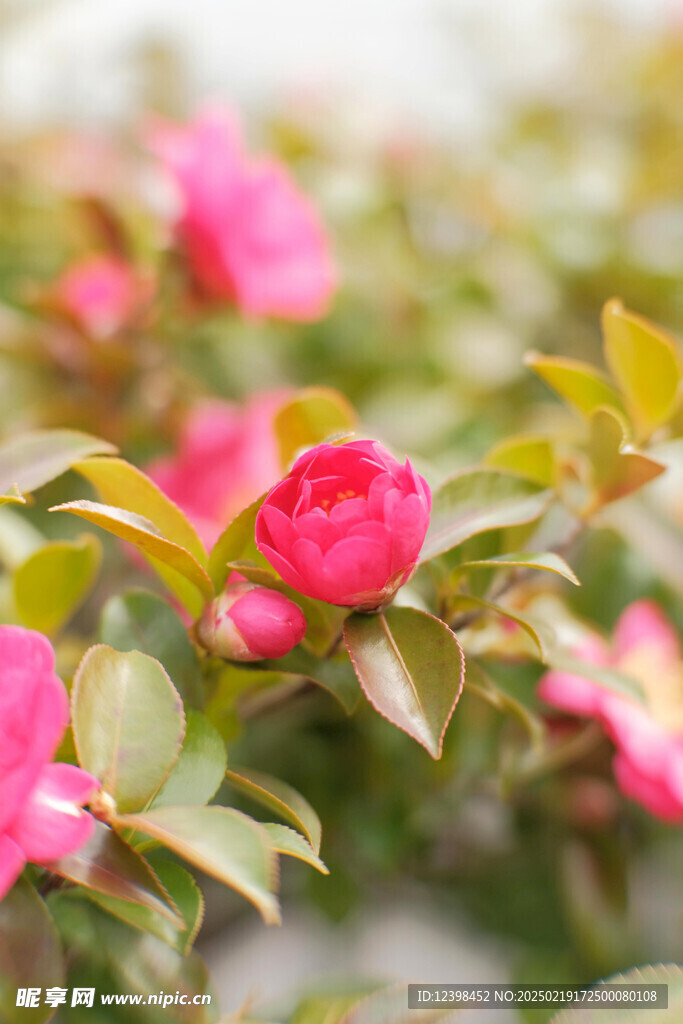 山茶花